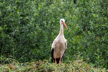 Cigogne blanche - Ciconia ciconia - nichant dans la végétation verte
