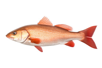 Obraz premium Red drum fish isolated on transparent or white background, png