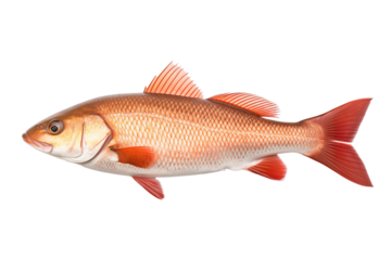 Red drum fish isolated on transparent or white background, png