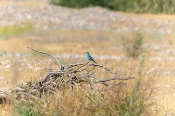 Beautiful background with bird in wild nature around vegetation