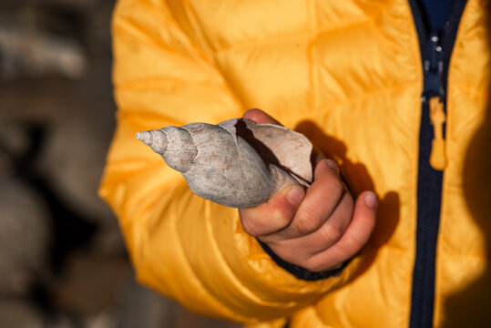 Close up view of shell in the hand of a child