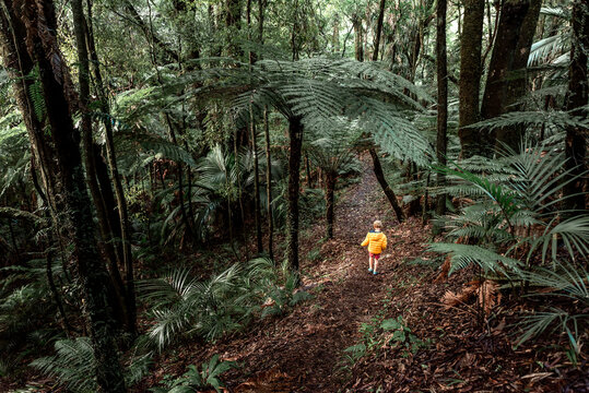 Kid walking in beautiful forest in New Zealand