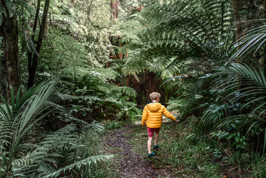 Young child walking in lush forest