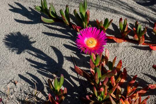 Vibrant coastal ice plant succulent flower on beach