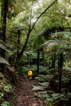 Child walking on fern lined path in New Zealand forest