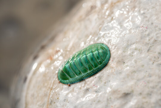 Colorful green chiton on rock