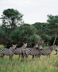 Obraz premium Zebras Grazing in African Grassland