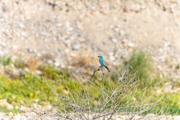 Beautiful background with bird in wild nature around vegetation