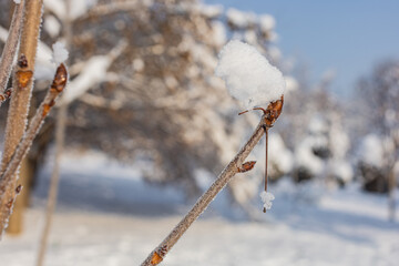 Beautiful winter landscape background, theme for christmas and screensaver