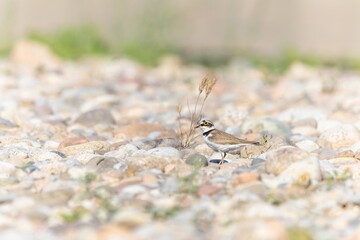 Bird in the wild with beautiful stone background outdoors ornithology theme.
