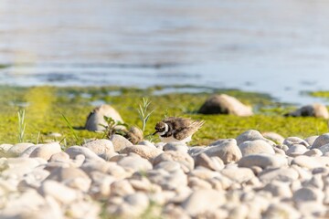 Bird in the wild with beautiful stone background outdoors ornithology theme.