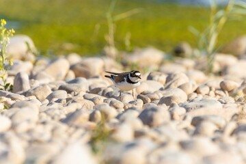 Bird in the wild with beautiful stone background outdoors ornithology theme.