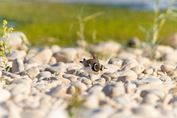 Bird in the wild with beautiful stone background outdoors ornithology theme.