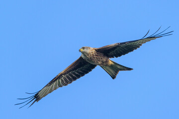 Red Kite, Milvus milvus, bird in flight