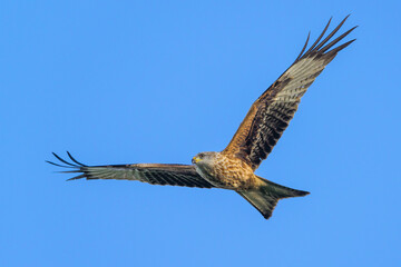 Red Kite, Milvus milvus, bird in flight
