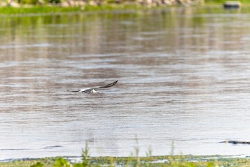 Birds soar in the wild blue sky, embodying the spirit of nature's wildlife with their majestic wings, beaks, and feathers