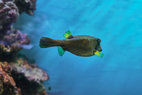 Colorful box fish with yellow fins swims gracefully near vibrant coral reef.