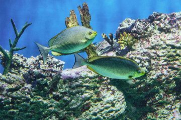Two striped Java rabbitfish swimming around coral in vivid aquarium scene.