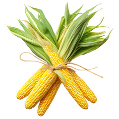 Fresh corn ears tied with string, vibrant yellow and green, on transparent background.