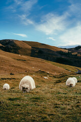 Icelandic sheep grazing in Iceland