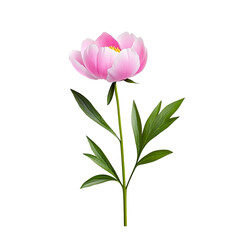 Fototapeta premium Peony flower with pink petals and green leaves, on transparent background.