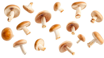 Assorted Brown Mushrooms Floating Isolated on Transparent Background
