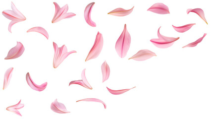 Soft Pink Lily Petals Floating, Delicate Floral PetalsIsolated on Transparent Background