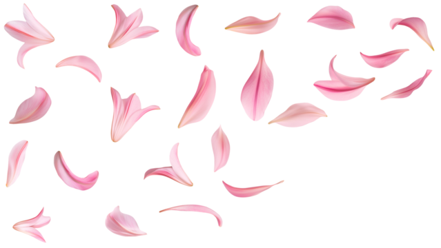 Soft Pink Lily Petals Floating, Delicate Floral PetalsIsolated on Transparent Background