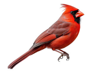 Fototapeta premium red cardinal bird
