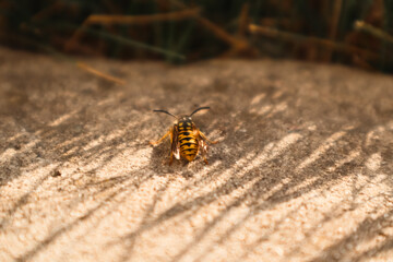 Wasp on concrete. A wasp on the sidewalk. Close-up of insect on wall