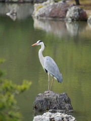 great blue heron