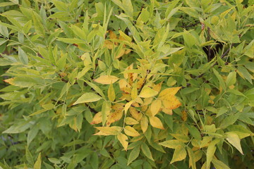 close-up autumn yellow leaves amid light green ones on a bush
