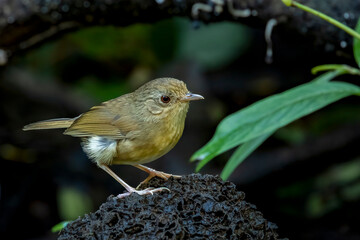 Buff-breasted babbler, perched on a rock against dark background, Thailand, South East Asia