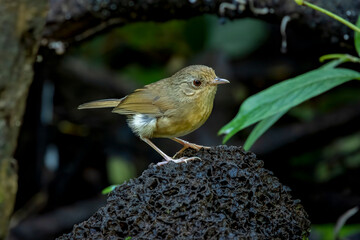 Buff-breasted babbler, perched on a rock against dark background, Thailand, South East Asia