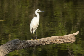 Little egret in sunshine on a tree trunk, lake in background,Thailand, South East Asia