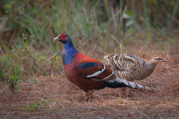 Male Mrs. hume´s pheasant and female body in background,, Thailand, South East Asia