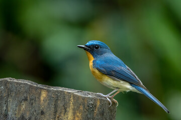 Hill blue flycytcher perched on a wooden post, Thailand, South East Asia