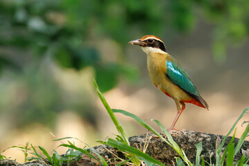Fairy pitta on a branch with ggreen grass in foreground, Thailand, South East Asia
