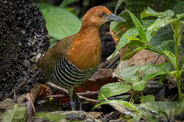 Close-up of a Slaty-legged crake surrounded by green leaves, Thailand, South East Asia