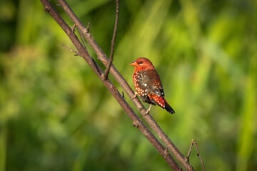 red avadavat perched on a twig, Bokeh, Thailand, South East Asia