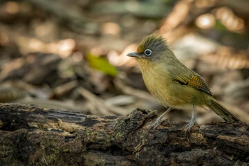 Side view of Spectacled barwing on a branch, Thailand, South East Asia