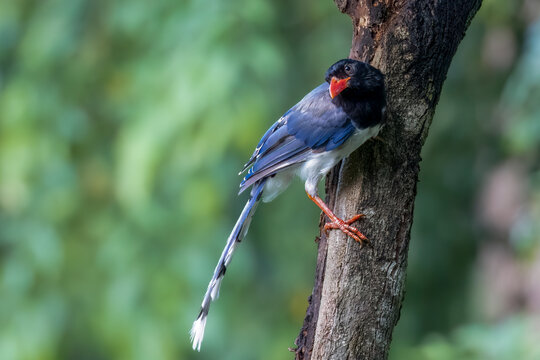 Red-billed blue-magpie perched at a tree stem, Thailand, South East Asia
