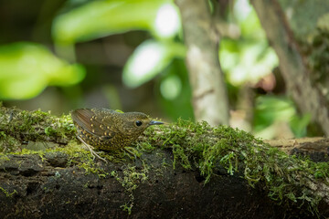 Pygmy cupwing perched on a mossy branch, Bokeh,, Thailand, South East Asia