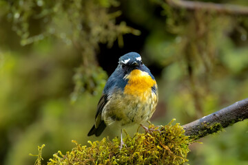 Snowy-browed flycatche perched in green moss, Thailand, South East Asia