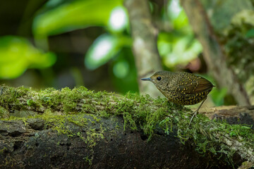 Pygmy cupwing perched on a mossy branch, Bokeh,, Thailand, South East Asia