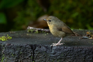 Snowy-browed flycatcher  on a rock, Thailand, South East Asia