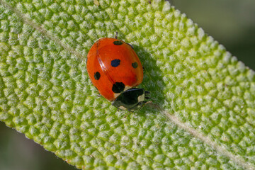 Close up of the common ladybug (Coccinella septempunctata) sitting on a Sage (Salvia officinalis) leaf