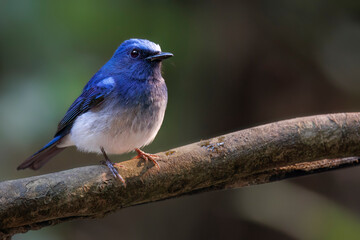Hainan blue flycatcher on a branch, Bokeh, Thailand, South East Asia
