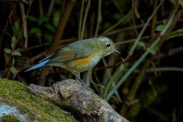  Himalayan bluetail on a branch, Thailand, South East Asia
