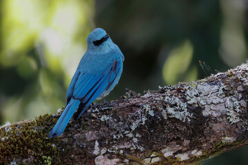 Verditer flycatcher on a branch against Bokeh, Thailand, South East Asia